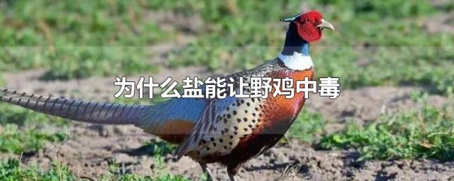 为什么盐能让野鸡中毒 为什么盐能让野鸡中毒