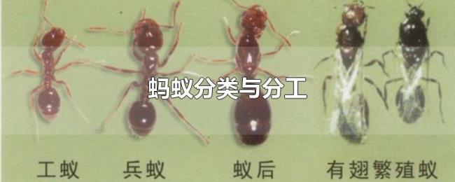 蚂蚁分类与分工 蚂蚁分类与分工