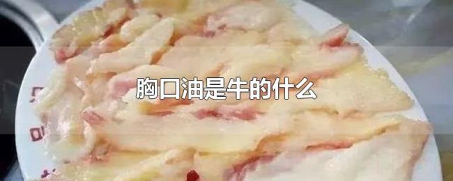 胸口油是牛的什么 胸口油是牛的什么