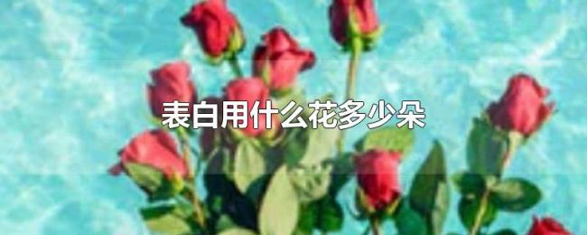 表白用什么花多少朵 表白用什么花多少朵