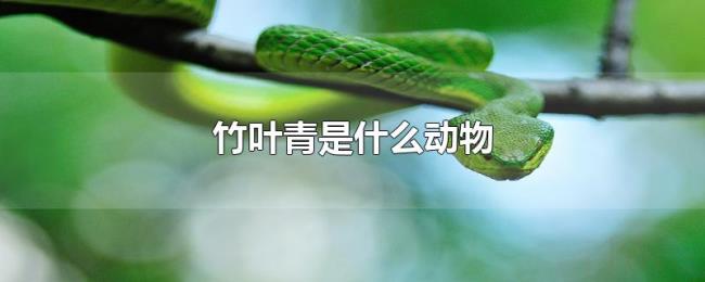 竹叶青是什么动物 竹叶青是什么动物