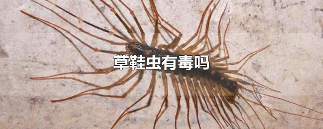 草鞋虫有毒吗 草鞋虫有毒吗