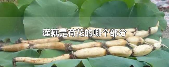 莲藕是荷花的哪个部分 莲藕是荷花的哪个部分