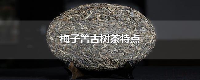 梅子箐古树茶特点