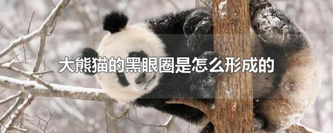 大熊猫的黑眼圈是怎么形成的 大熊猫的黑眼圈是怎么形成的