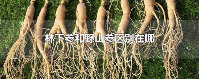林下参和野山参区别在哪 林下参和野山参区别在哪