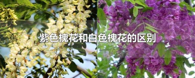 紫色槐花和白色槐花的区别 紫色槐花和白色槐花的区别