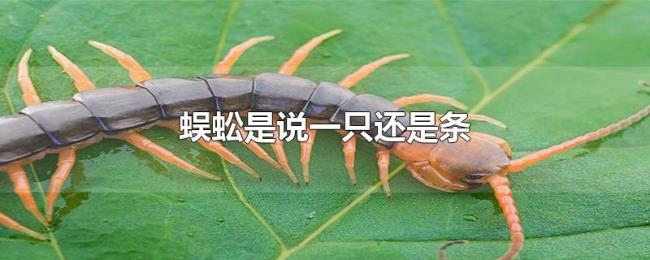 蜈蚣是说一只还是条 蜈蚣是说一只还是条
