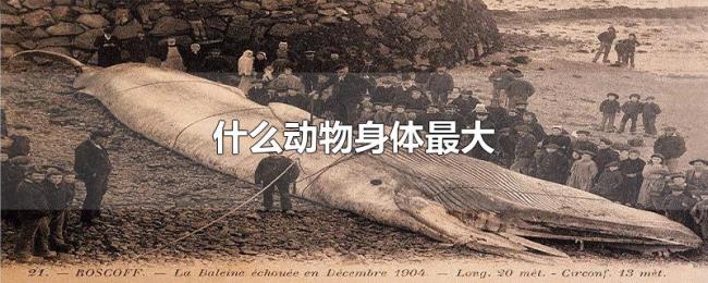 什么动物身体最大 什么动物身体最大