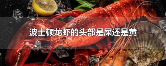 波士顿龙虾的头部是屎还是黄 波士顿龙虾的头部是屎还是黄