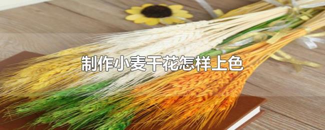 制作小麦干花怎样上色 制作小麦干花怎样上色