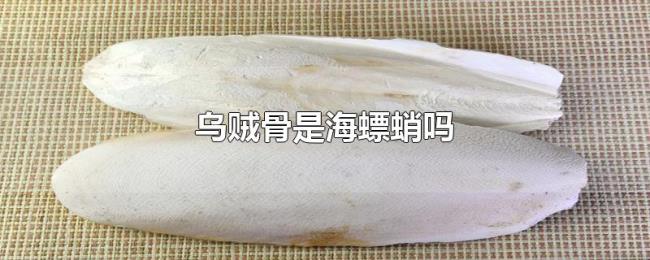 乌贼骨是海螵蛸吗 乌贼骨是海螵蛸吗