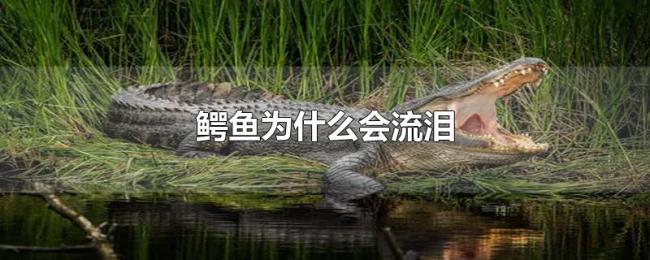 鳄鱼为什么会流泪 鳄鱼为什么会流泪