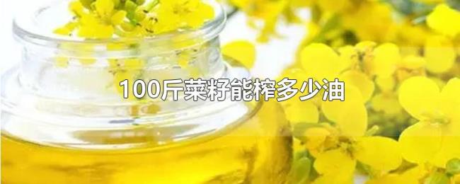 100斤菜籽能榨多少油