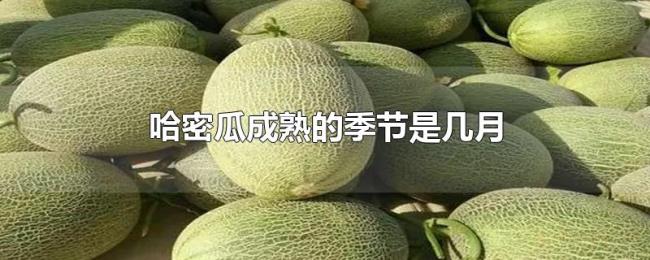 哈密瓜成熟的季节是几月 哈密瓜成熟的季节是几月
