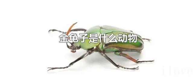 金龟子是什么动物 金龟子是什么动物