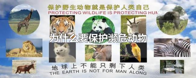 为什么要保护濒危动物 为什么要保护濒危动物