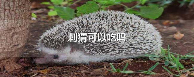 刺猬可以吃吗 刺猬可以吃吗