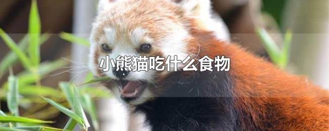 小熊猫吃什么食物 小熊猫吃什么食物