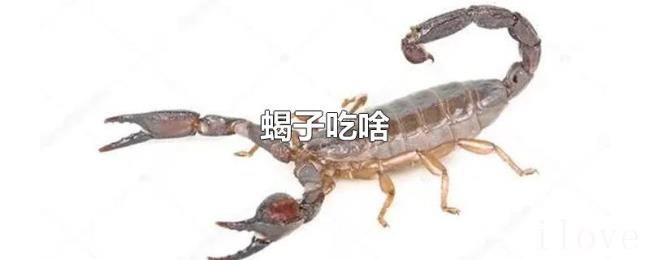 蝎子吃啥 蝎子吃啥