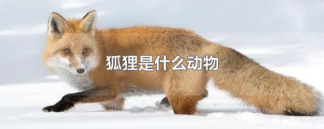 狐狸是什么动物