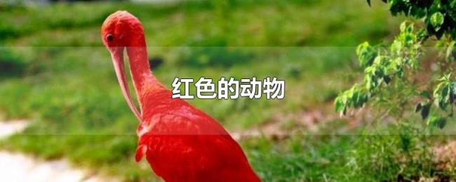 红色的动物 红色的动物