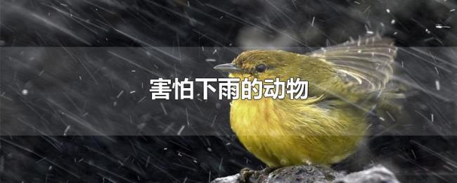 害怕下雨的动物 害怕下雨的动物