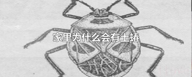 家里为什么会有土蝽