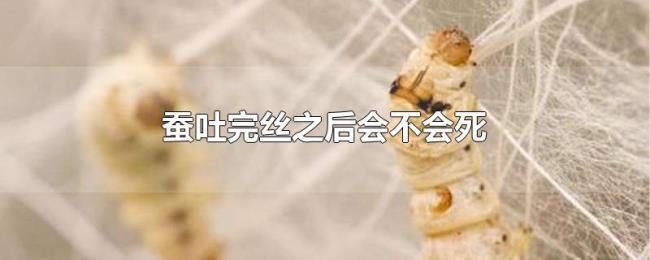 蚕吐完丝之后会不会死 蚕吐完丝之后会不会死