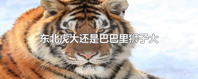 东北虎大还是巴巴里狮子大
