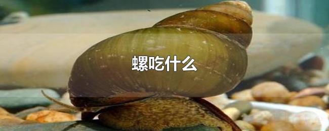 螺吃什么 螺吃什么