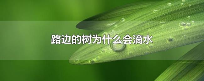 路边的树为什么会滴水 路边的树为什么会滴水