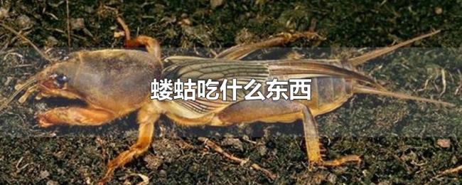 蝼蛄吃什么东西 蝼蛄吃什么东西