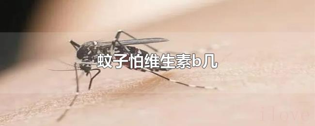 蚊子怕维生素b几 蚊子怕维生素b几