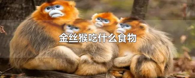 金丝猴吃什么食物 金丝猴吃什么食物
