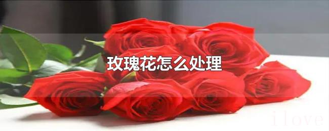 玫瑰花怎么处理