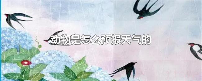 动物是怎么预报天气的 动物是怎么预报天气的