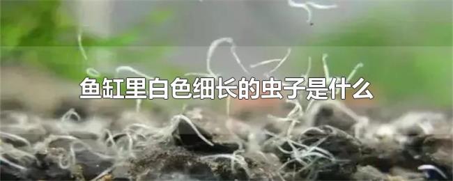 鱼缸里白色细长的虫子是什么 鱼缸里白色细长的虫子是什么