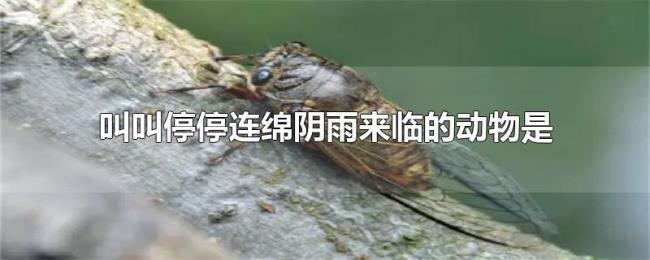叫叫停停连绵阴雨来临的动物是 叫叫停停连绵阴雨来临的动物是