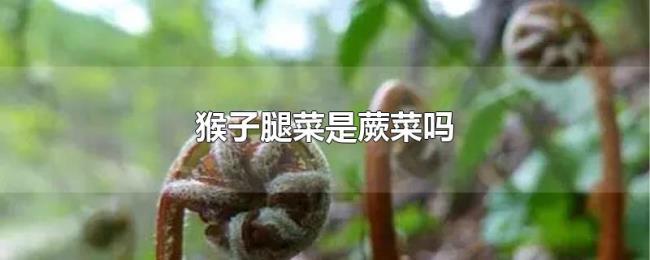 猴子腿菜是蕨菜吗