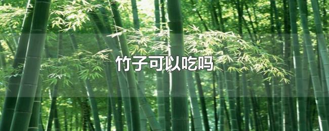 竹子可以吃吗