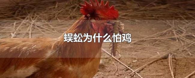 蜈蚣为什么怕鸡