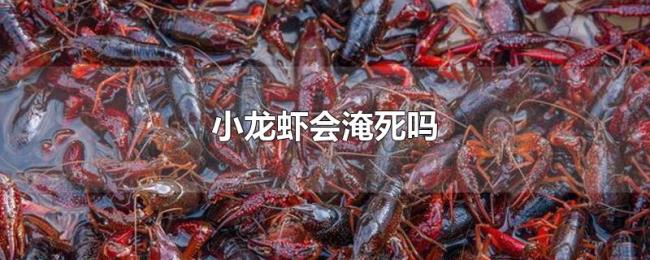 小龙虾会淹死吗 小龙虾会淹死吗