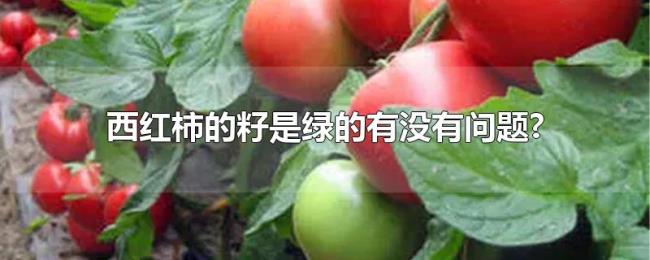 西红柿的籽是绿的有没有问题? 西红柿的籽是绿的有没有问题?
