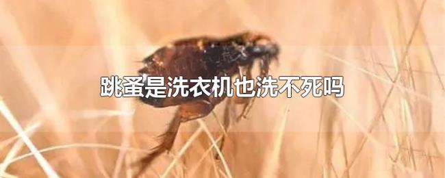 跳蚤是洗衣机也洗不死吗