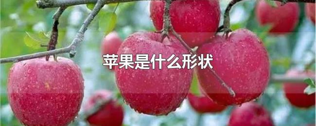 苹果是什么形状 苹果是什么形状