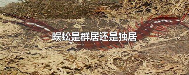 蜈蚣是群居还是独居 蜈蚣是群居还是独居