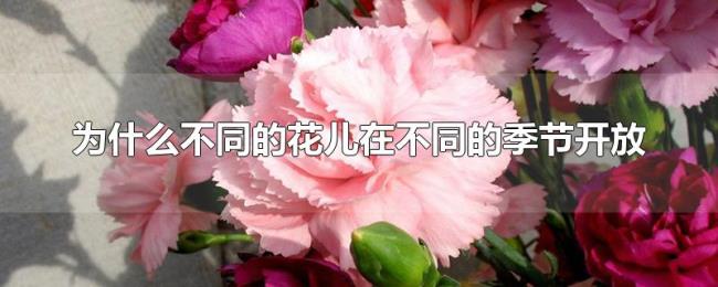 为什么不同的花儿在不同的季节开放 为什么不同的花儿在不同的季节开放