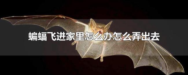 蝙蝠飞进家里怎么办怎么弄出去 蝙蝠飞进家里怎么办怎么弄出去