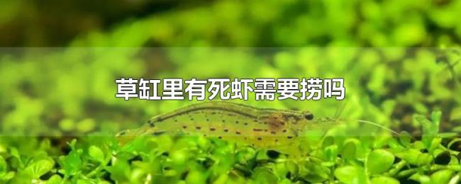 草缸里有死虾需要捞吗 草缸里有死虾需要捞吗